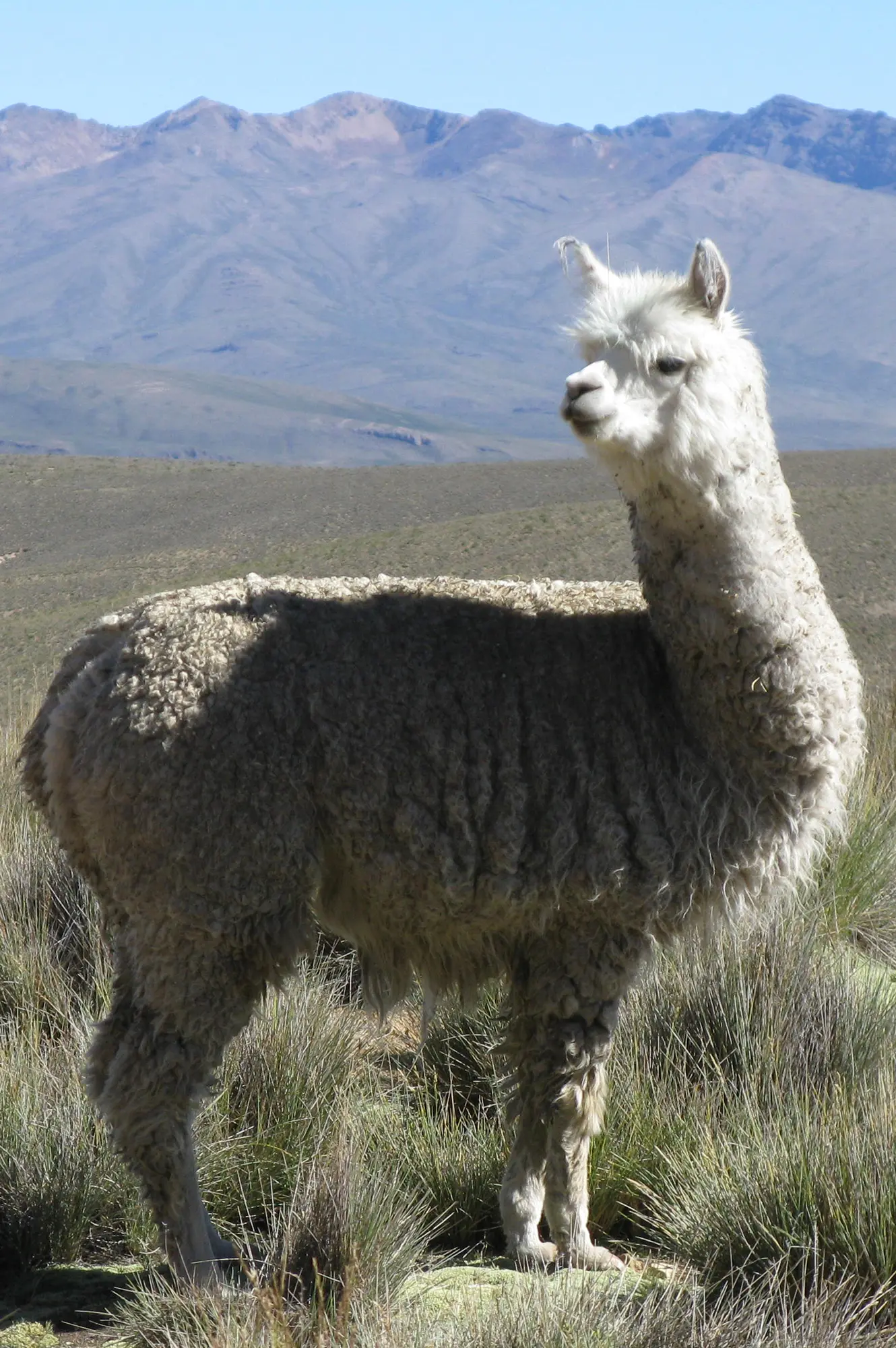 The alpaca – PachaMama Canada